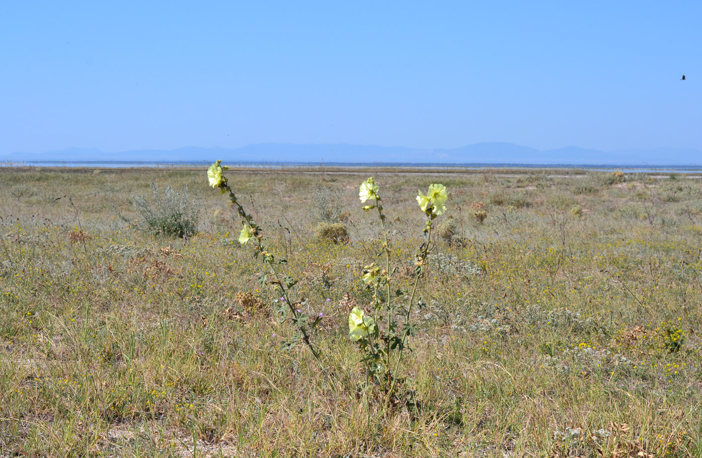 Image of Alcea rugosa specimen.