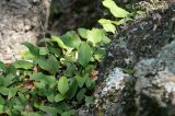 Pyrrosia petiolosa