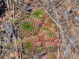 Orostachys spinosa. Вегетирующие растения. Иркутская обл., берег озера Байкал, окр. пос. Большие Коты, обрывистый берег на опушке хвойного леса. 02.07.2015.