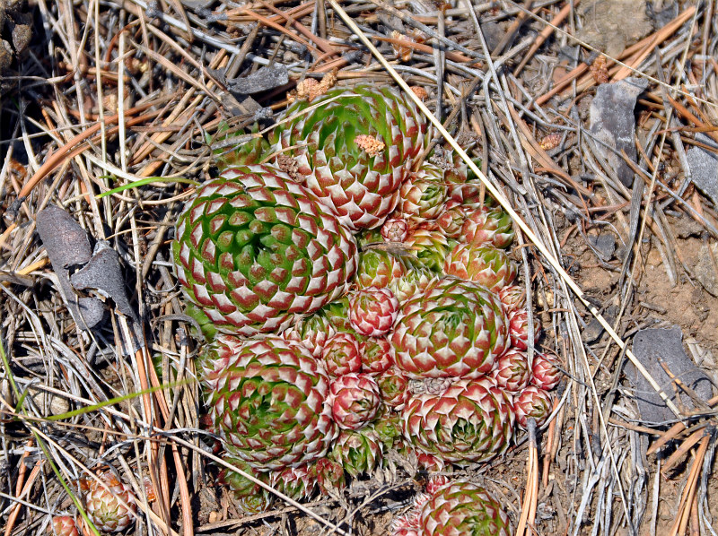 Изображение особи Orostachys spinosa.