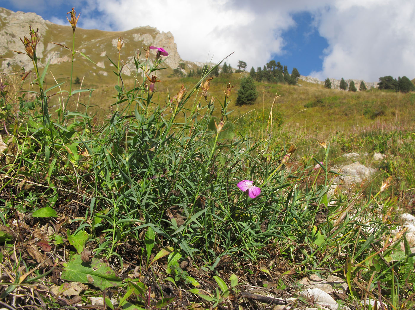 Изображение особи Dianthus oschtenicus.