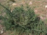 Asparagus albus. Вегетирующее растение. Испания, Андалусия, провинция Альмерия, природный парк Cabo de Gata. 20 декабря 2009 г.