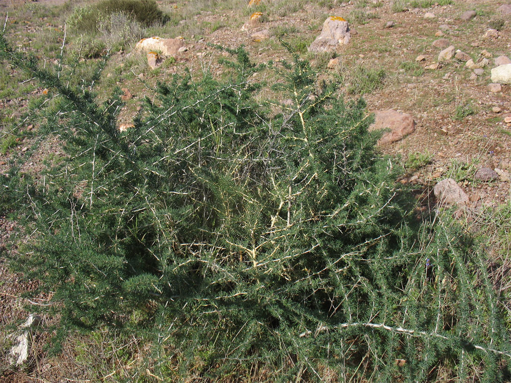 Изображение особи Asparagus albus.