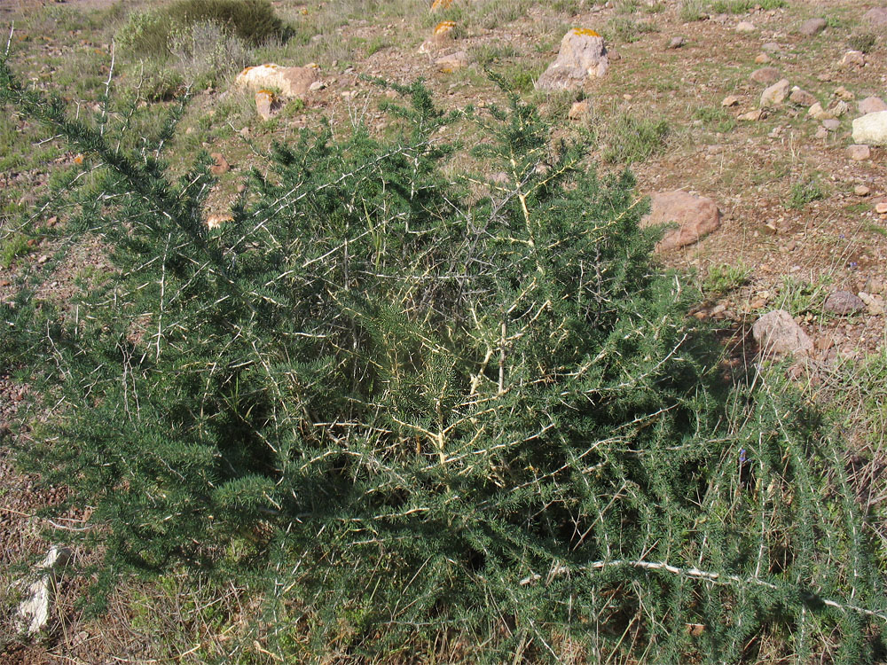 Image of Asparagus albus specimen.