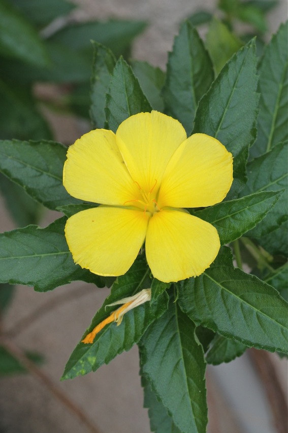 Image of Turnera ulmifolia specimen.