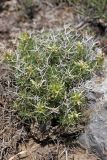 Lagochilus occultiflorus