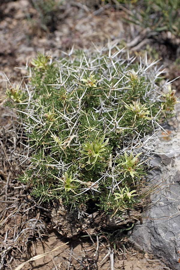 Image of Lagochilus occultiflorus specimen.