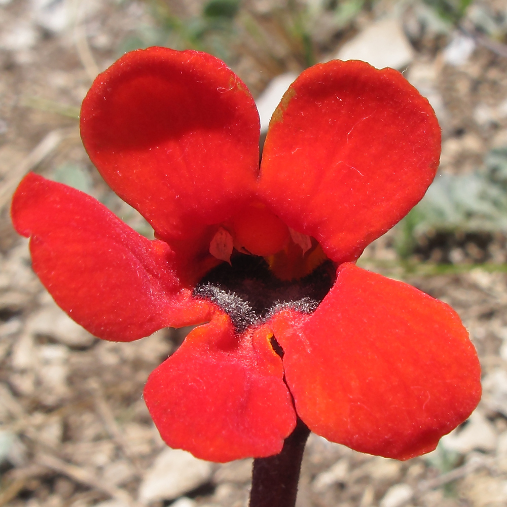 Изображение особи Phelypaea coccinea.