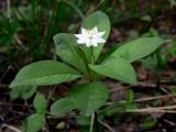 Trientalis europaea. Растение с цветком и бутоном. Свердловская обл., окр. г. Североуральск, лиственнично-елово-сосновый лес. 03.06.2014.