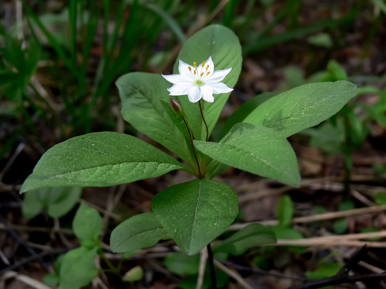 Изображение особи Trientalis europaea.