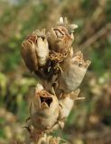 Linaria vulgaris. Верхушка соплодия. Окр. Архангельска, рудеральное местообитание. 01.09.2010.