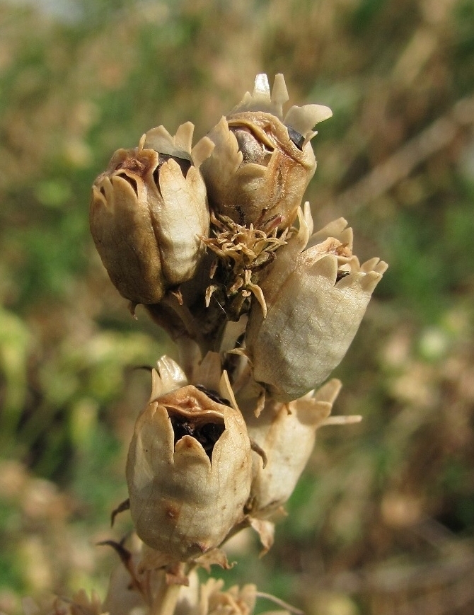 Image of Linaria vulgaris specimen.