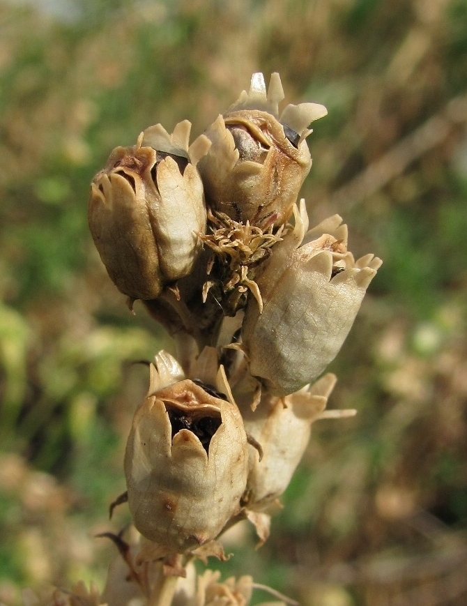 Изображение особи Linaria vulgaris.