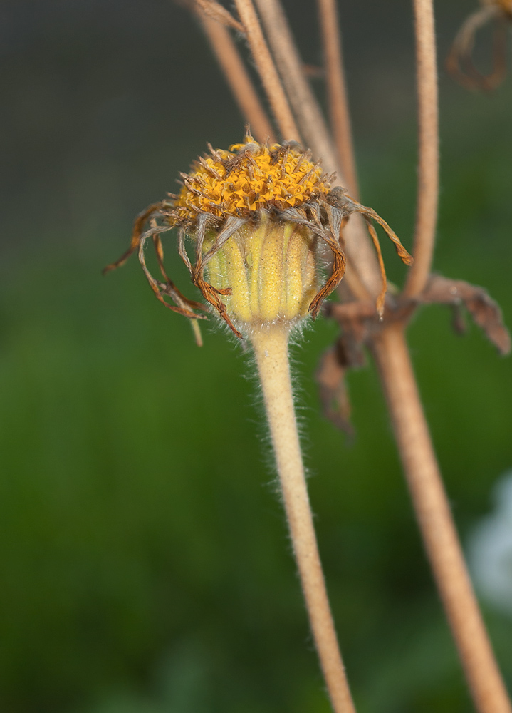 Image of Arnica montana specimen.