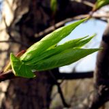 genus Populus