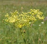 Image of taxon representative. Author is Тамара Риб