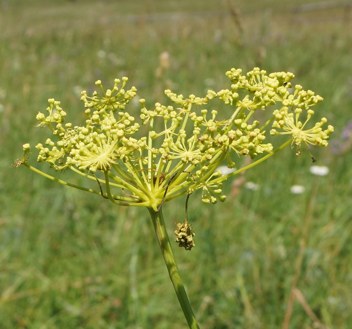 Изображение особи Peucedanum morisonii.