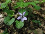 Viola reichenbachiana