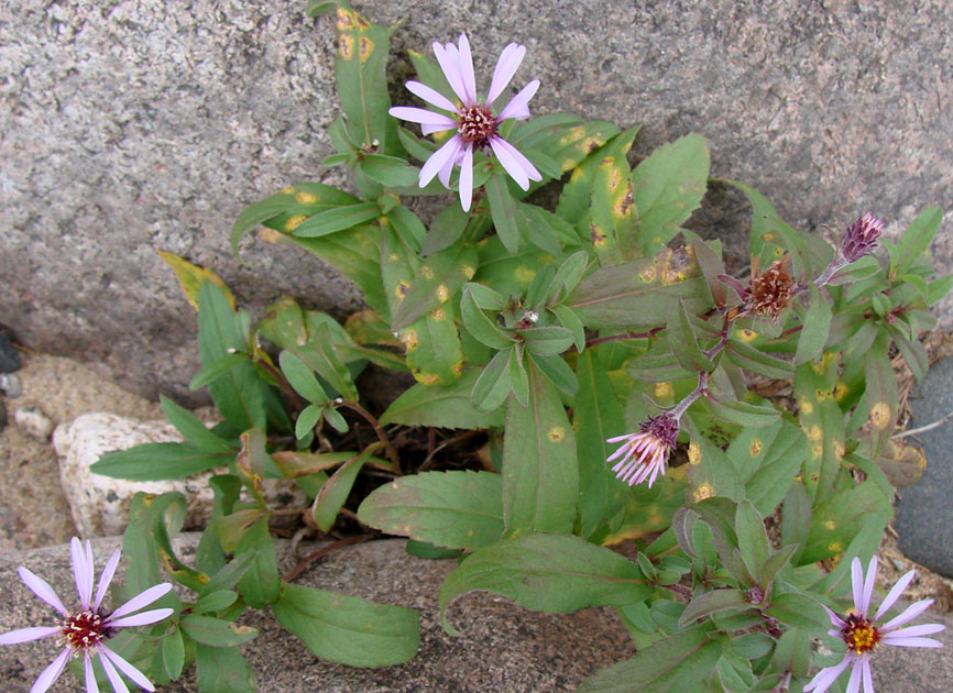 Image of Aster sibiricus specimen.