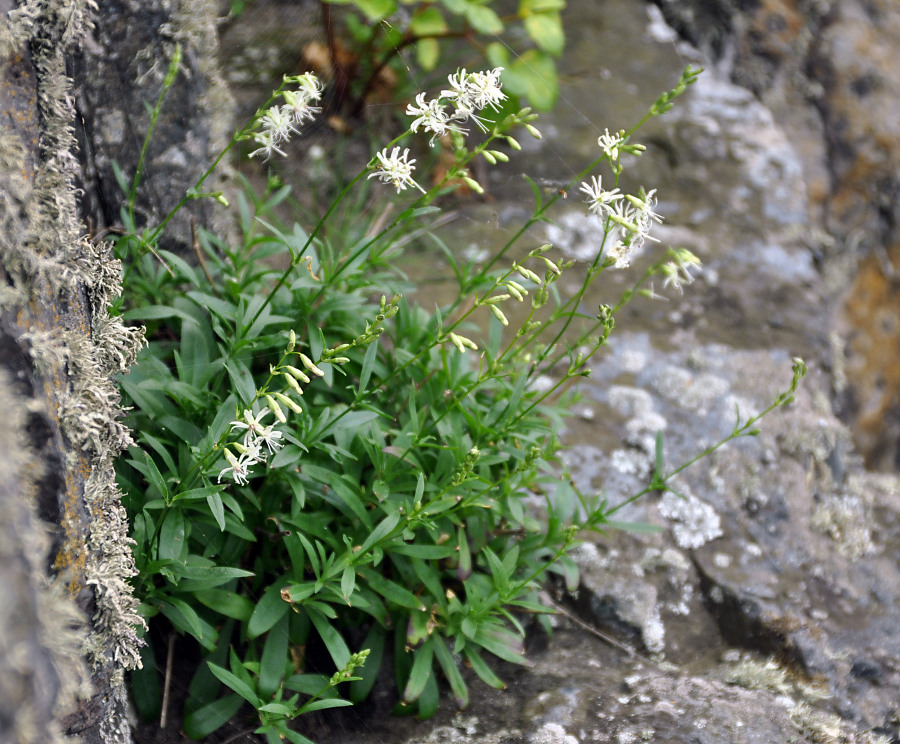 Изображение особи Silene foliosa.