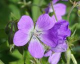 Geranium sylvaticum