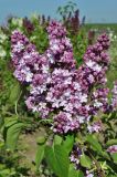 Syringa vulgaris