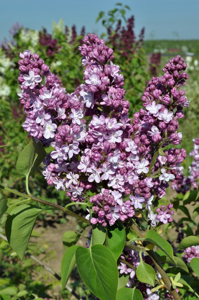 Image of Syringa vulgaris specimen.