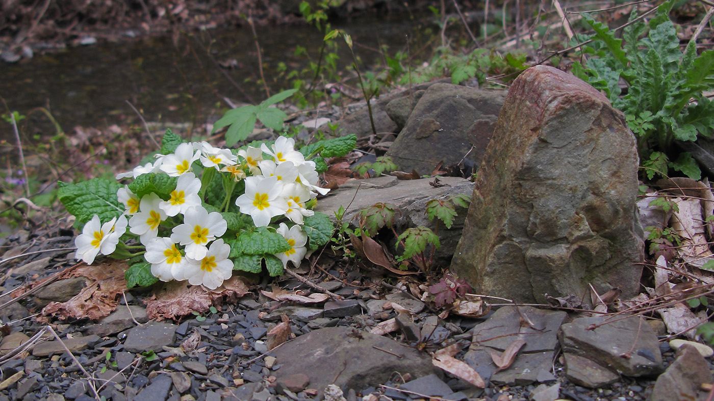 Image of Primula vulgaris specimen.