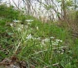 Ornithogalum woronowii