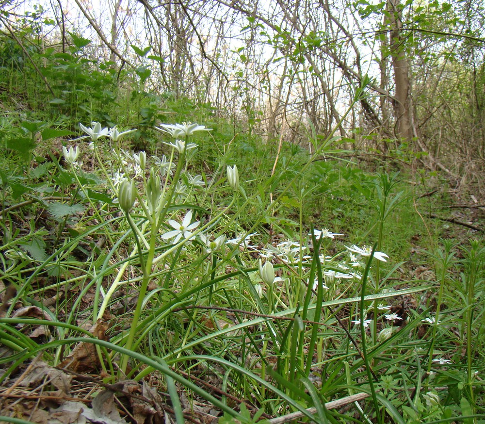Image of Ornithogalum woronowii specimen.