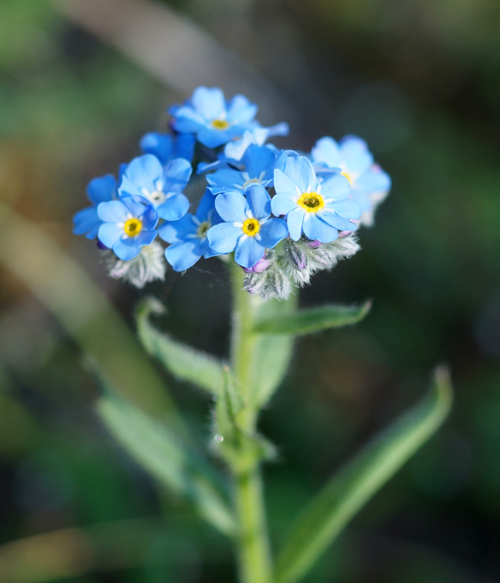 Image of genus Myosotis specimen.