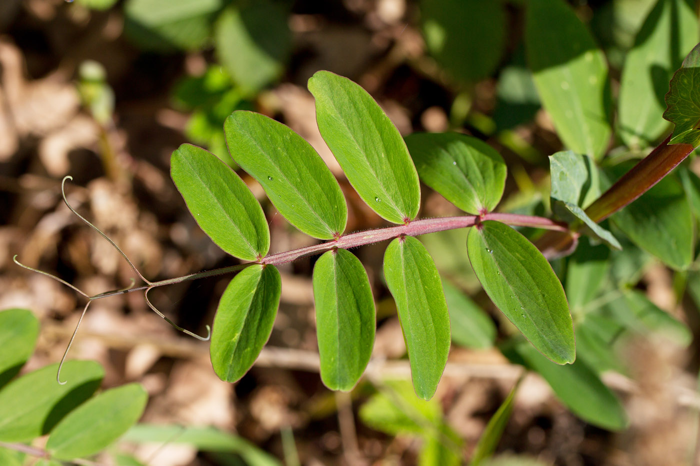 Image of Lathyrus pisiformis specimen.