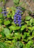 Ajuga reptans