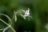 Silene nutans. Часть соцветия. Татарстан, Нижнекамский р-н, окр. дер. Благодатная, лесостепной участок с чередованием степи и перелесков с преобладанием дуба, среди древостоя. 29 мая 2016 г.