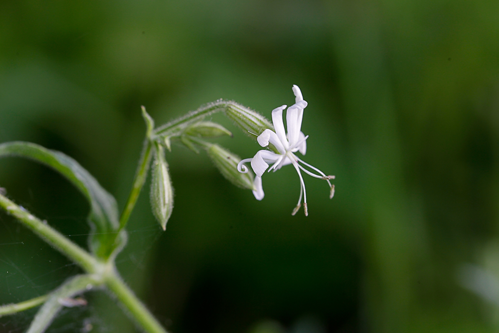 Изображение особи Silene nutans.