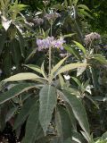 Solanum mauritianum