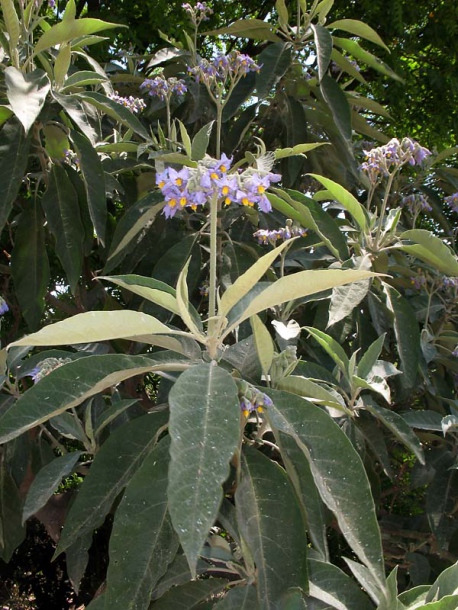 Image of Solanum mauritianum specimen.
