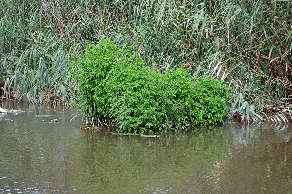 Image of Bidens frondosa specimen.