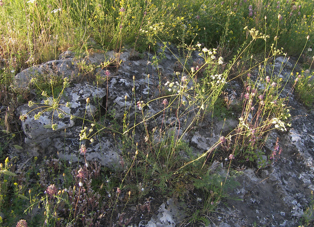 Image of Seseli varium specimen.