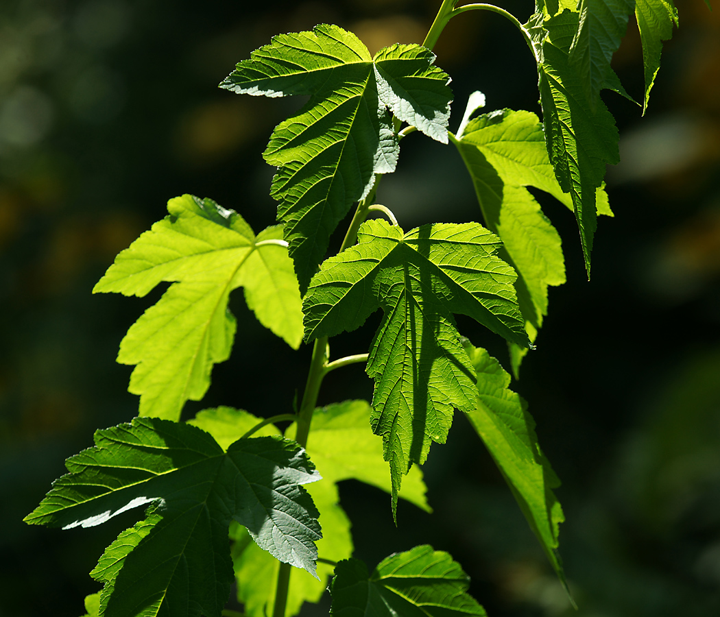 Image of Physocarpus opulifolius specimen.