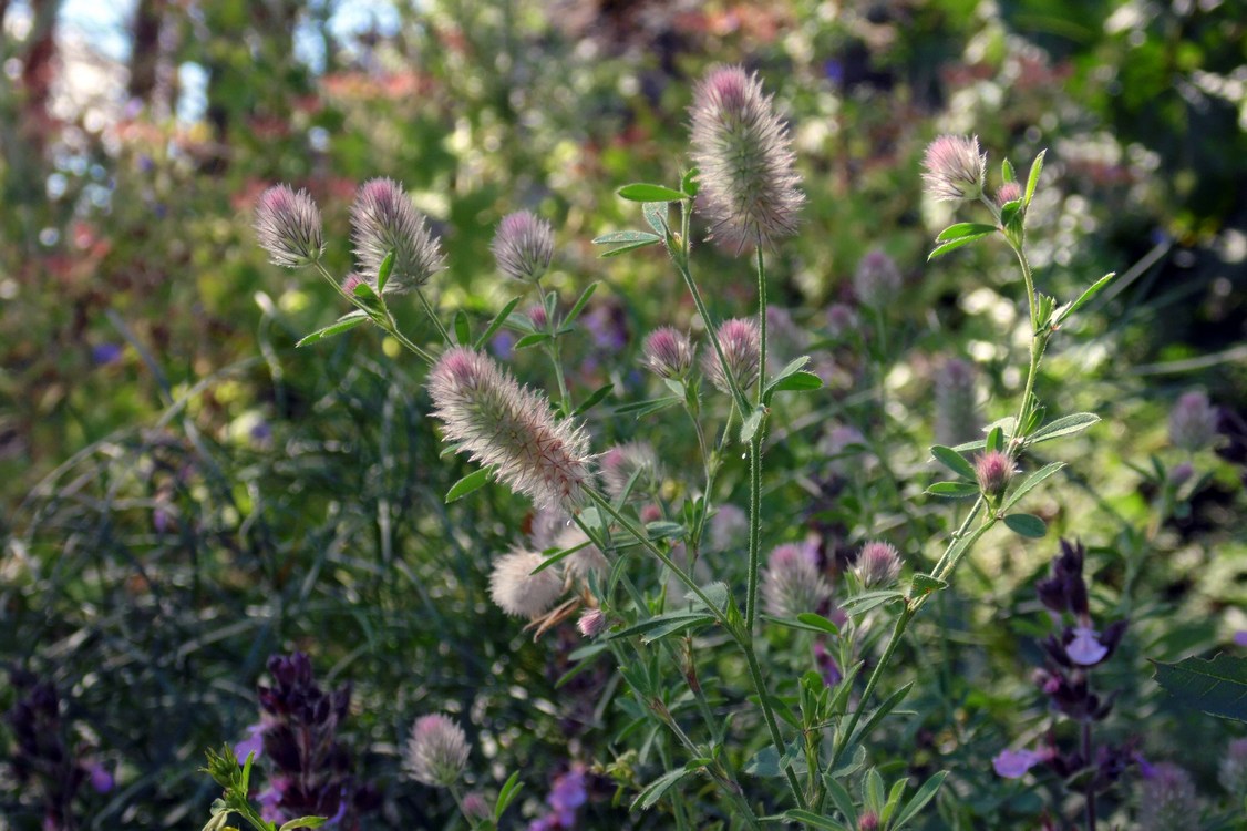 Image of Trifolium arvense specimen.