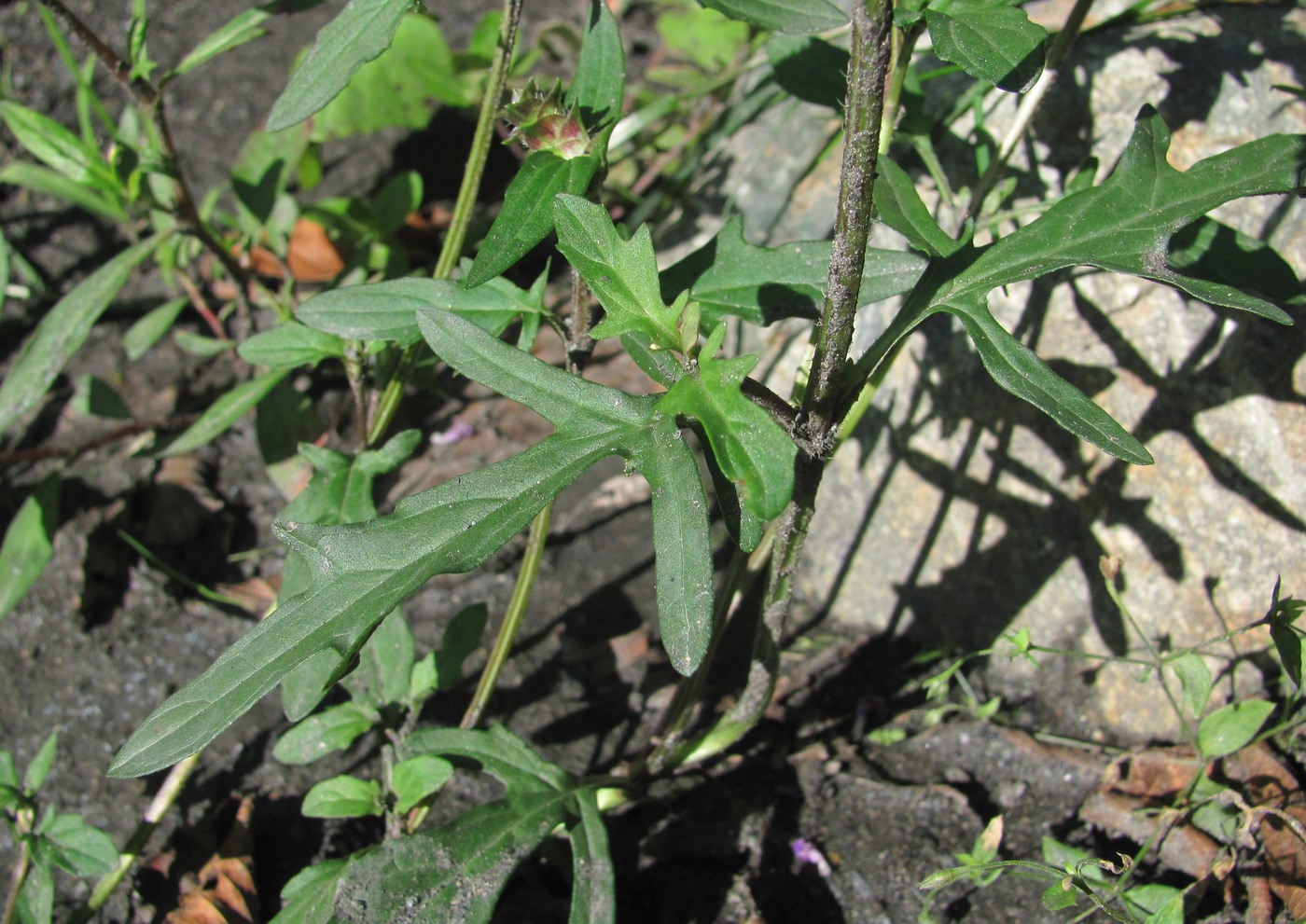 Image of Prunella gracillicaulia specimen.