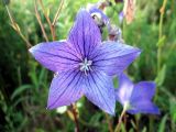 Platycodon grandiflorus