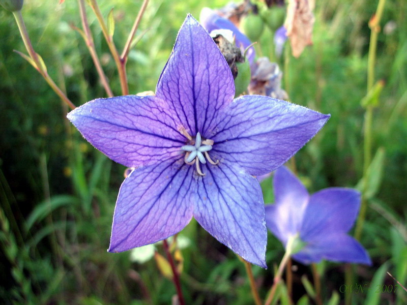 Изображение особи Platycodon grandiflorus.