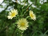 Изображение особи. Автор - Наталья Суровцева