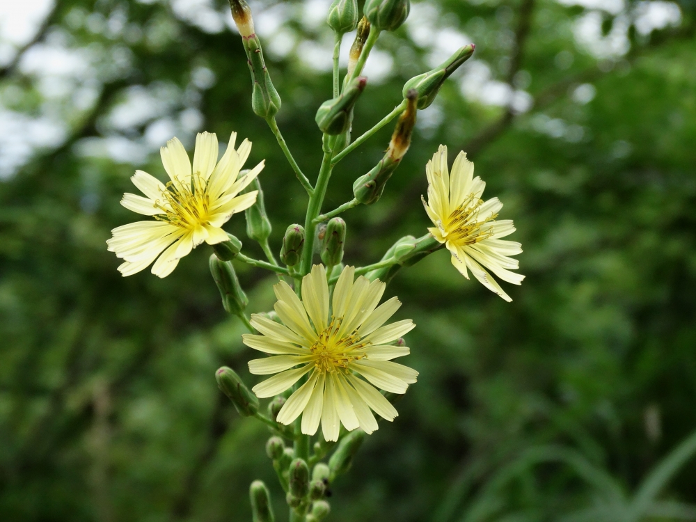 Изображение особи Lactuca indica.