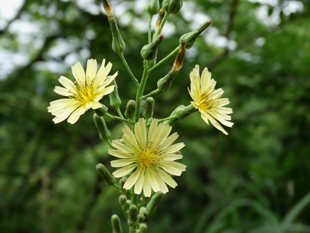 Изображение особи Lactuca indica.