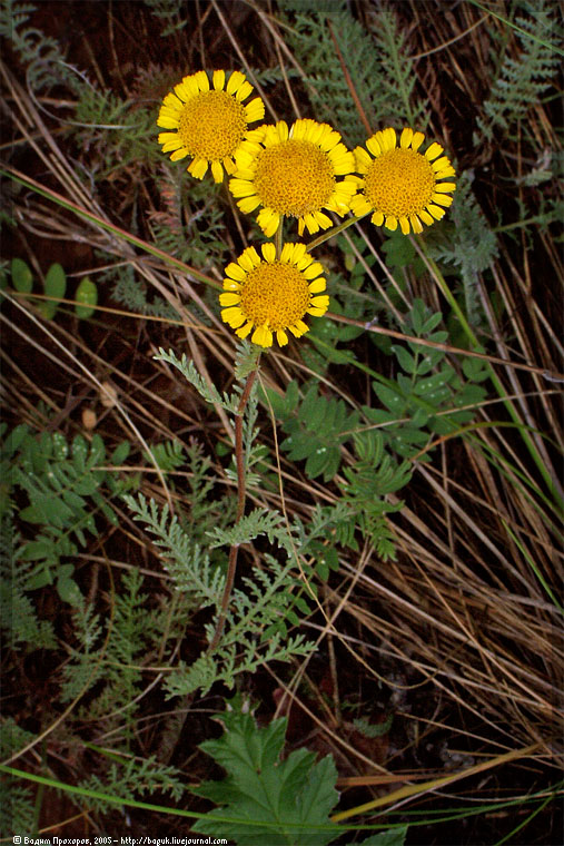 Image of Tanacetum millefolium specimen.