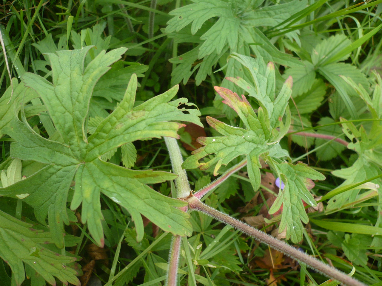 Image of Geranium pratense specimen.