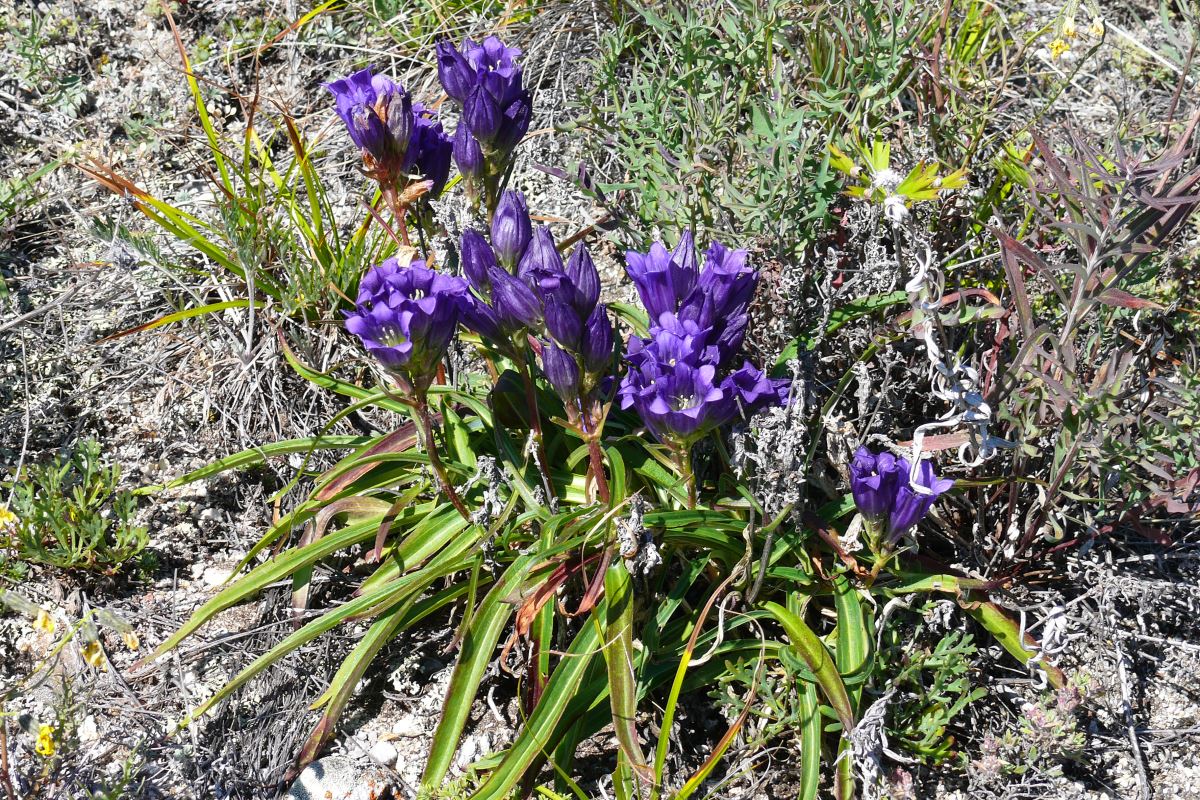 Изображение особи Gentiana decumbens.